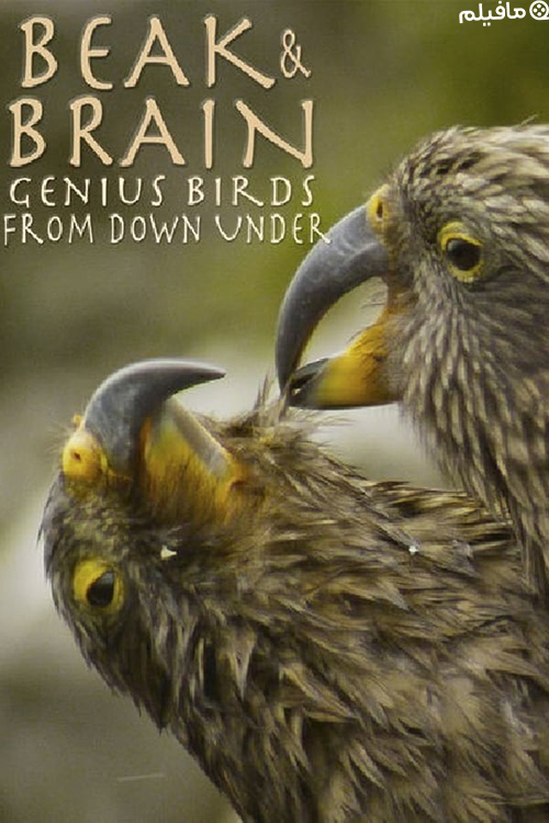 مستند پرندگان نابغه Genius Birds from Down Under 2013 با زیرنویس فارسی
