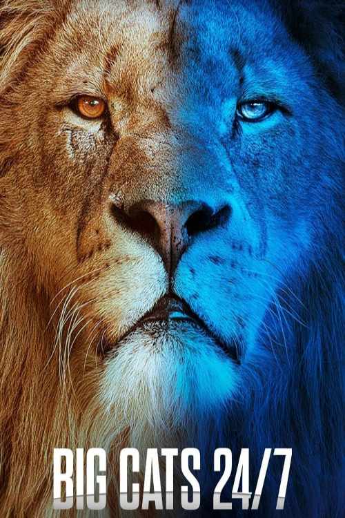 مستند شبانه روز با گربه‌سانان بزرگ Big Cats 24 7 2024 با زیرنویس فارسی